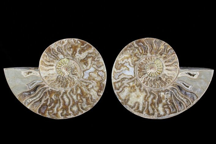 Choffaticeras (Daisy Flower) Ammonite - Madagascar #78357